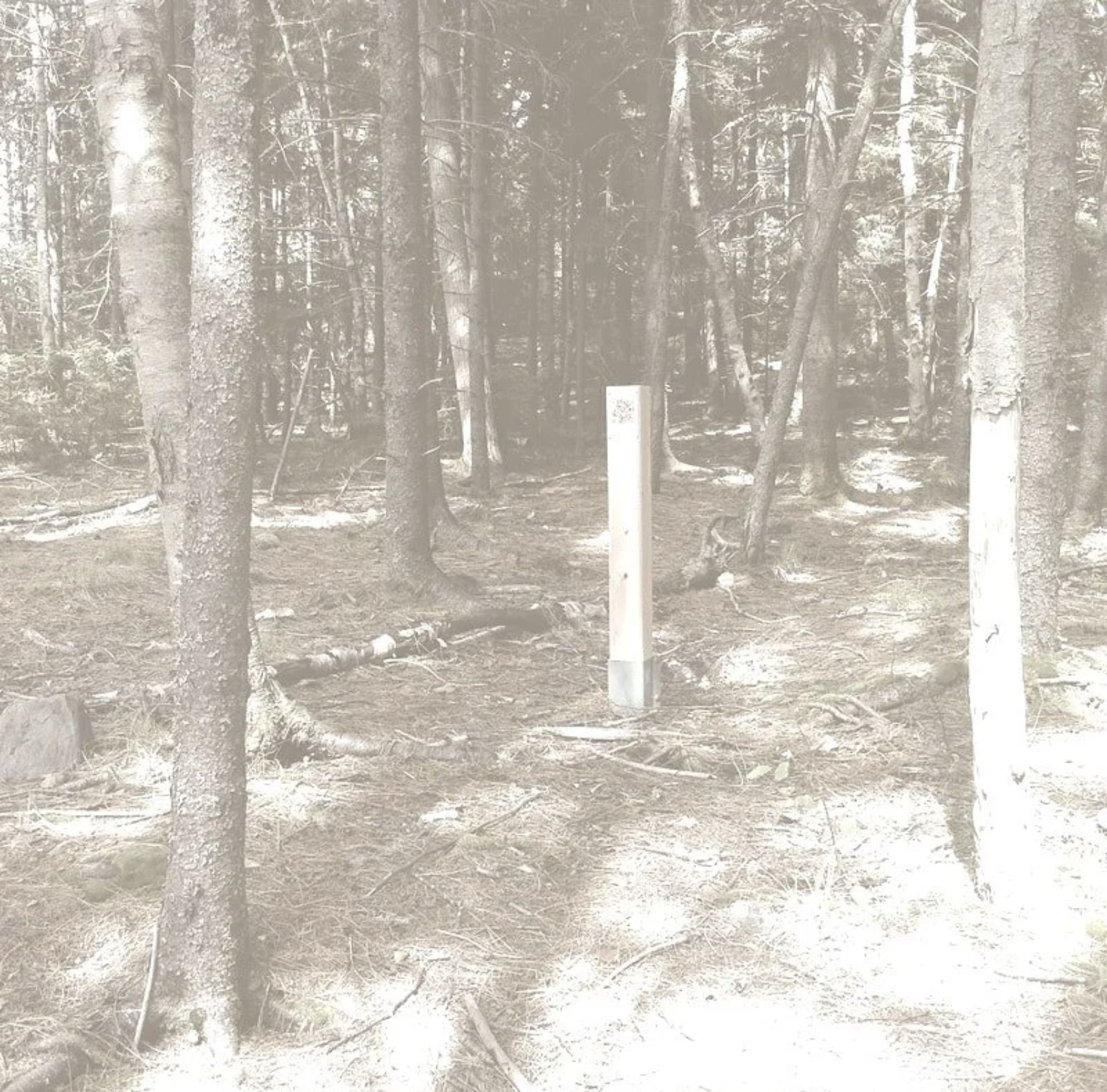 A wooden post carrying a QR code stands among spruce trunks on a sunlit forest path in Point Pleasant Park.