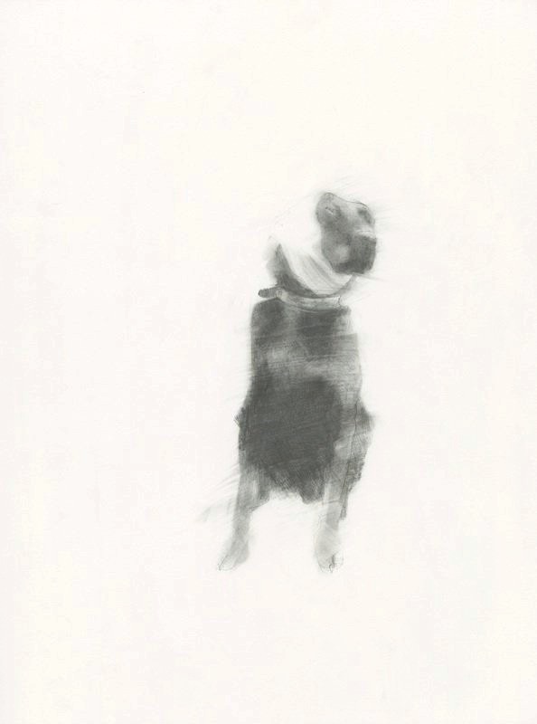 Graphite drawing of a dog standing upright, its form dissolving into the pale paper.