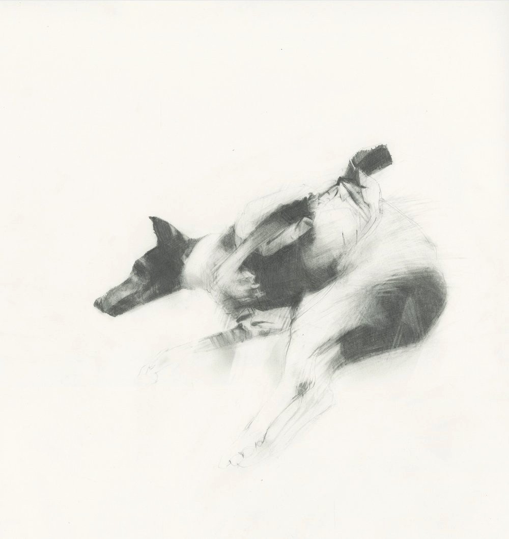 Graphite drawing of a spotted dog lying on its side, head raised.