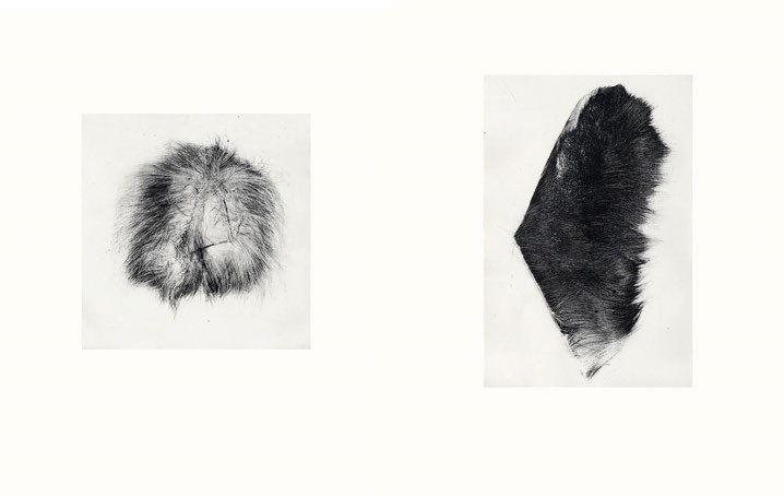 Two photopolymer etchings side by side: a round tuft of fur and a dark, diamond-shaped pelt fragment.