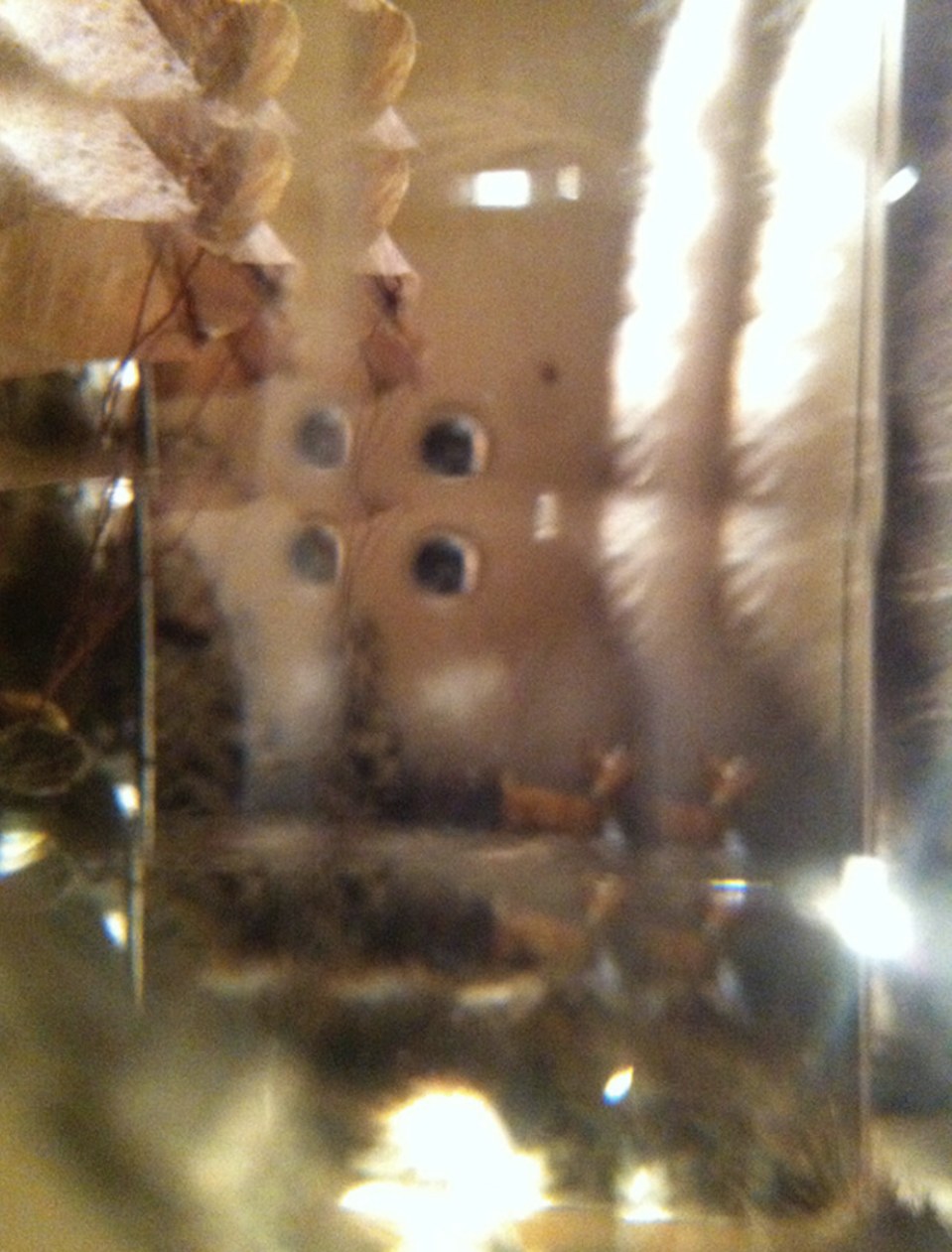 The view through a peep hole: faceted mirrors multiplying small figures and fur into a glowing, repeated interior.