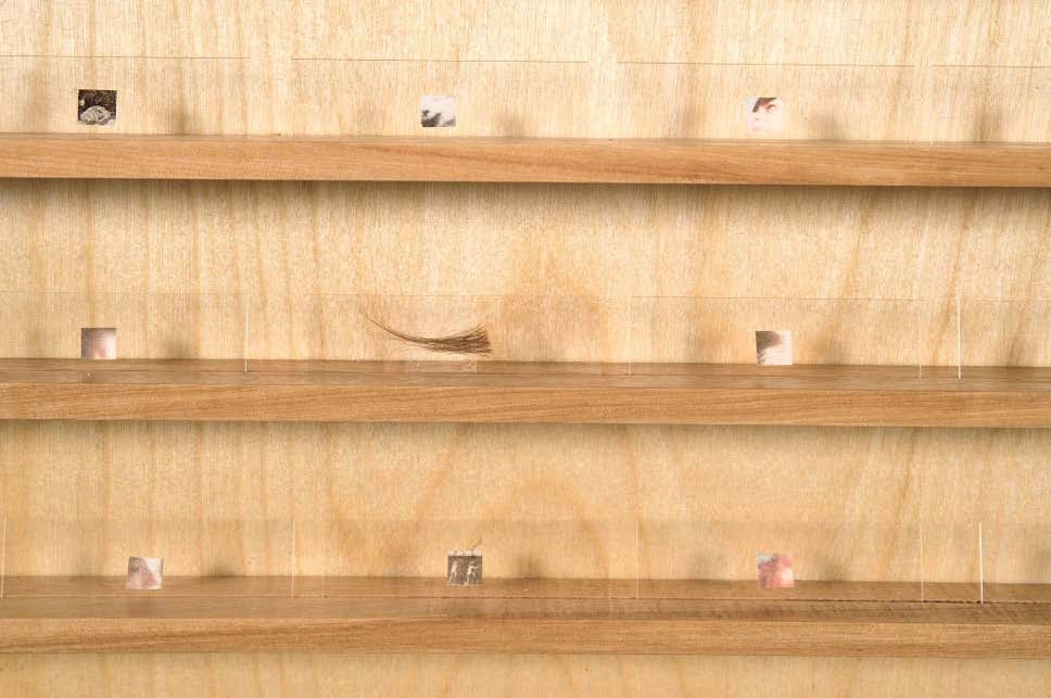 Detail of the cupboard's wooden shelves holding small slides of microscopic prints.