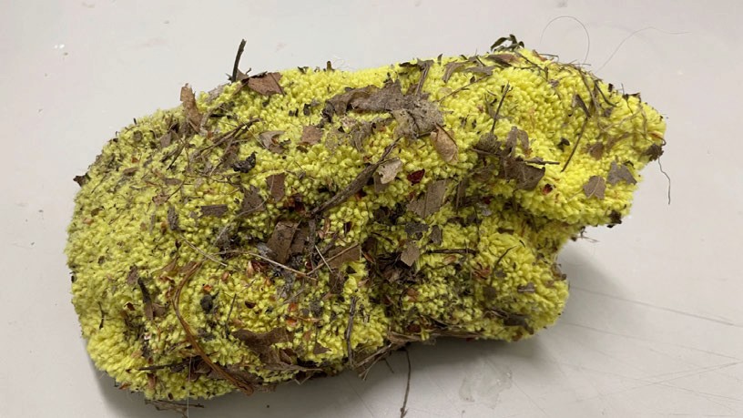 A found object from a sidewalk, bright yellow-green moss with dry leaves.