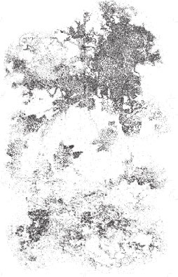 Process work: the oak pattern as a dotted outline drawing.