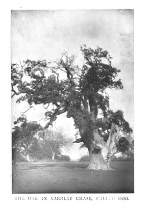 Nineteenth-century photograph of a broad oak tree.